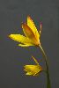 <em>Tulipa celsiana</em>